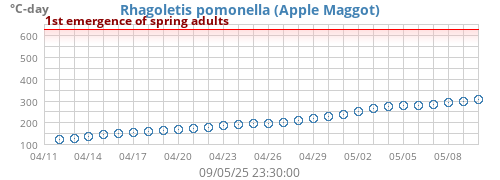 Apple Maggot